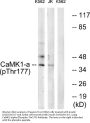 Anti-Phospho CaMK1-alpha (Thr177) Antibody