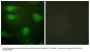 Anti-Phospho CaMK1-alpha (Thr177) Antibody