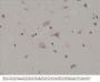 Anti-Phospho-AMPA Receptor (GluR 1) (Ser845) GRIA1 Rabbit Monoclonal Antibody, Clone#RM296