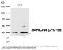 Anti-Phospho-SAPK/JNK (Thr183) MAPK9 Antibody