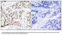 Anti-Phospho-SAPK/JNK (Thr183) MAPK9 Antibody
