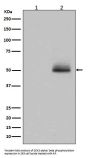 Anti-Phospho-GSK3 (alpha + beta) (Y216 + Y279) GSK3A Rabbit Monoclonal Antibody
