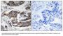 Anti-Phospho Girdin (Ser1417) CCDC88A Antibody
