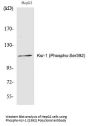Anti-Phospho-Ksr-1 (Ser392) Antibody