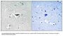 Anti-Phospho Ras-GRF1 (Ser916) Antibody