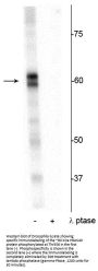 Anti-Phospho-Thr356 PRAS40 Antibody, Phospho-Specific