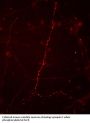 Anti-Phospho-Synapsin I (Ser9) Syn1 Antibody