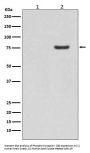 Anti-Phospho-Synapsin I (S9) Rabbit Monoclonal Antibody