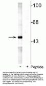 Anti-Phospho-MEK5 (Ser311 Thr315) Antibody