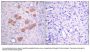 Anti-Phospho p40 phox (Thr154) NCF4 Antibody