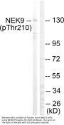 Anti-Phospho NEK9 (Thr210) Antibody