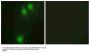 Anti-Phospho NEK9 (Thr210) Antibody