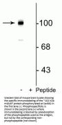 Anti-Phospho-mGluR7 (Ser862) Antibody