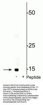 Anti-Phospho-COXIV (Ser58) COX4I1 Antibody