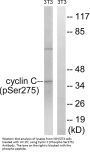 Anti-Phospho Cyclin C (Ser275) CCNC Antibody