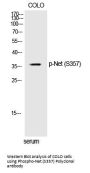 Anti-Phospho-Net (Ser357) Polyclonal Antibody