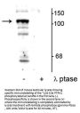 Anti-Phospho-Protein Tyrosine Phosphatase H1 (PTPH1)(Ser459) Antibody