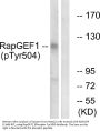 Anti-Phospho RapGEF1 (Tyr504) Antibody