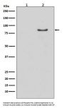 Anti-Phospho-HSL (S853) LIPE Rabbit Monoclonal Antibody