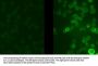 Anti-Phospho-Potassium Channel, Voltage Gated, Kv3.1-Subunit (Ser503) Kcnc1 Antibody
