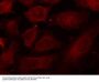 Anti-Phospho-p56Dok-2 (Tyr299) Antibody