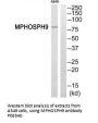 Anti-Phospho-MPHOSPH9 KIF20B Antibody