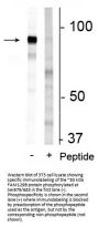 Anti-Phospho-FAM129B (Ser679/683) Antibody