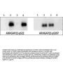 Anti-Phospho-ARHGAP22 S397 Antibody