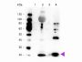 Anti-Myosin phospho S19/phospho S20 MYL12A Antibody