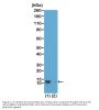 Anti-Phospho-Histone H4 (Ser1) HIST1H4A Rabbit Monoclonal Antibody, Clone#RM194