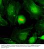 Anti-Phospho-Histone H4 (Ser1) HIST1H4A Rabbit Monoclonal Antibody, Clone#RM194