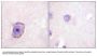 Anti-Phospho Rhodopsin (Ser334) Antibody