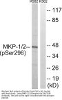 Anti-Phospho MKP-1/2 (Ser296/318) DUSP1 Antibody