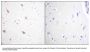 Anti-Phospho NIFK (Thr234) Antibody