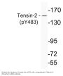Anti-Phospho Tensin-2 (Tyr483) Antibody