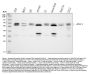 Anti-SSH3BP1/ABI1 Antibody Picoband®