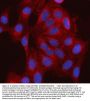 Anti-SSH3BP1/ABI1 Antibody Picoband®