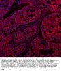 Anti-SSH3BP1/ABI1 Antibody Picoband®