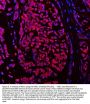 Anti-SSH3BP1/ABI1 Antibody Picoband®