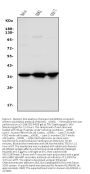Anti-Annexin A1/ANXA1 Antibody Picoband®