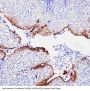 Anti-Annexin A1/ANXA1 Antibody Picoband®