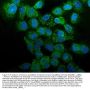 Anti-Annexin A1/ANXA1 Antibody Picoband®