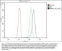 Anti-Annexin A1/ANXA1 Antibody Picoband®