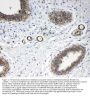 Anti-Annexin IV/ANXA4 Antibody Picoband®