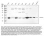 Anti-Annexin IV/ANXA4 Antibody Picoband®