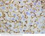 Anti-Annexin V/ANXA5 Antibody Picoband®