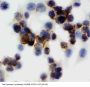 Anti-Annexin V/ANXA5 Antibody Picoband®
