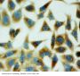 Anti-Annexin V/ANXA5 Antibody Picoband®