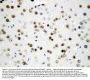Anti-Apoptosis inhibitor 5/API5 Antibody Picoband®