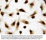 Anti-Apoptosis inhibitor 5/API5 Antibody Picoband®